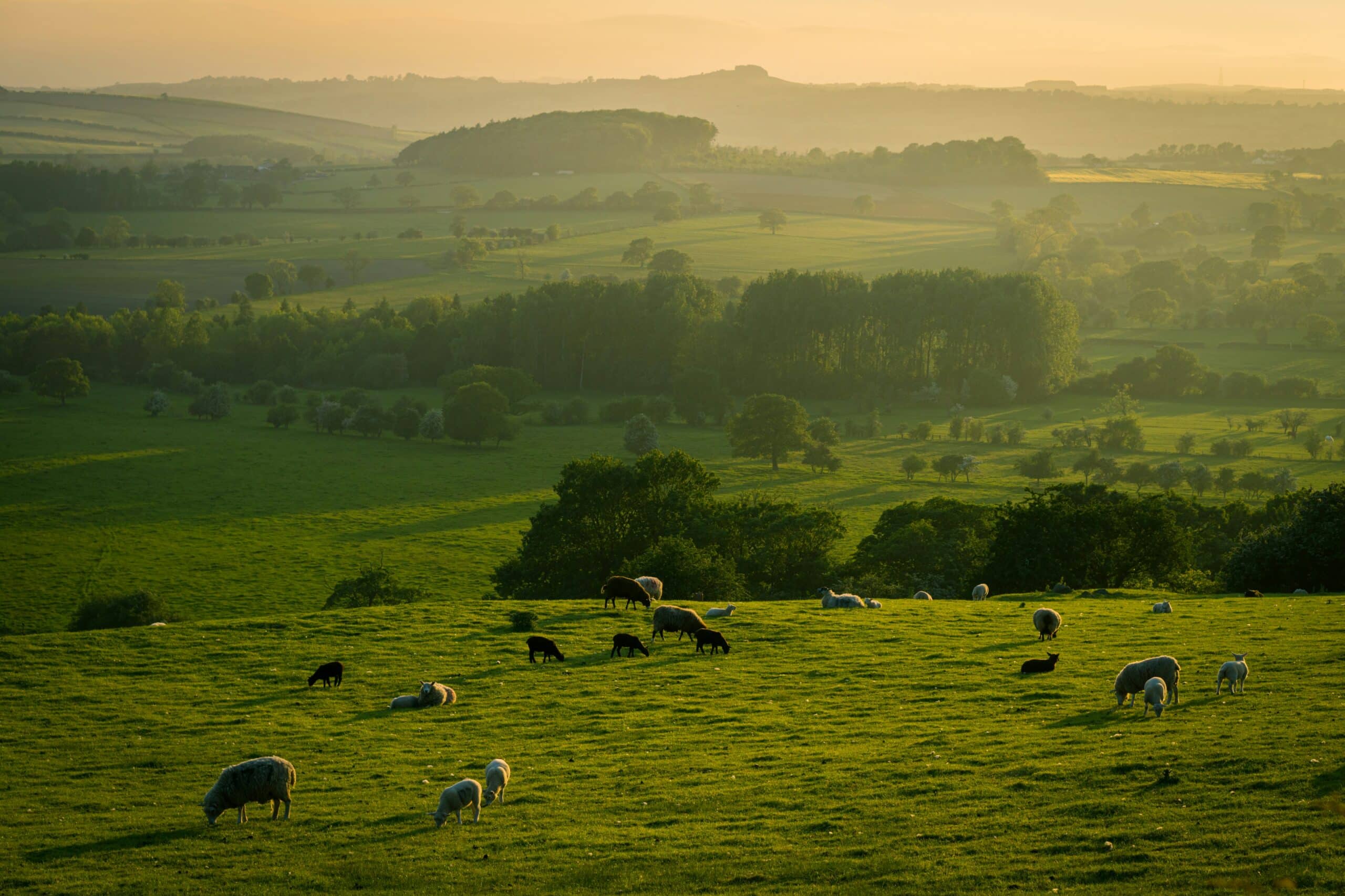 Sheep grazing on Welsh hills