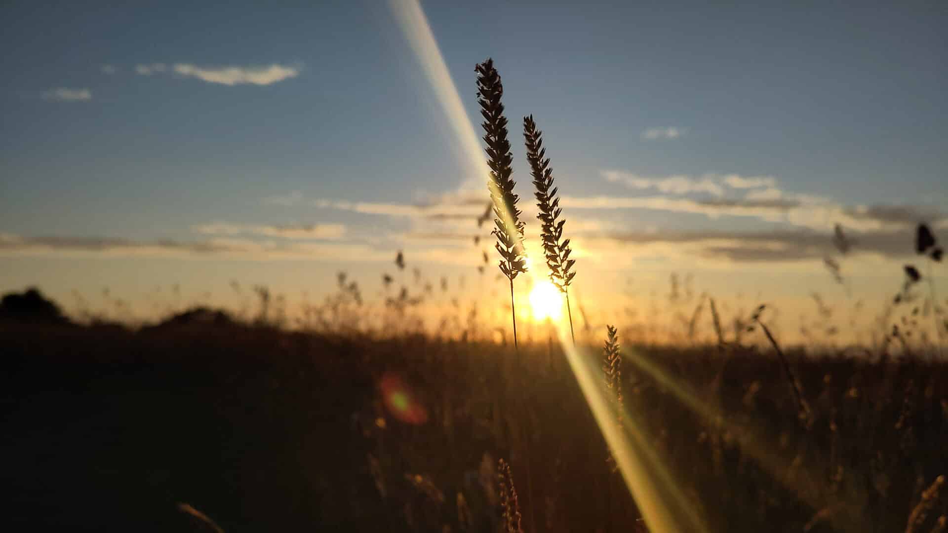 Sunrise over wheatfields
